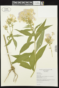 Phlox paniculata image