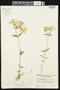 Phlox divaricata subsp. laphamii image