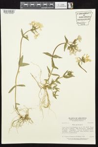 Phlox divaricata subsp. laphamii image