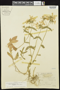 Phlox divaricata subsp. laphamii image