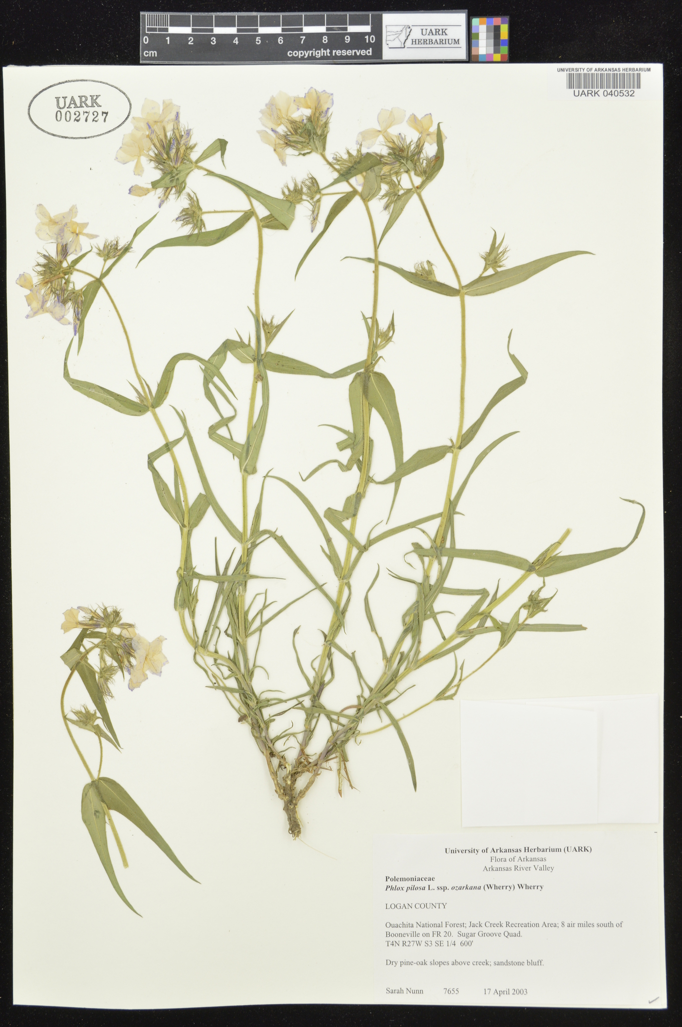 Phlox pilosa subsp. ozarkana image