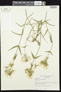 Phlox pilosa subsp. ozarkana image