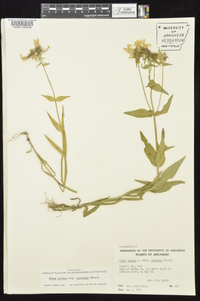 Phlox pilosa subsp. ozarkana image