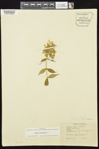 Phlox paniculata image