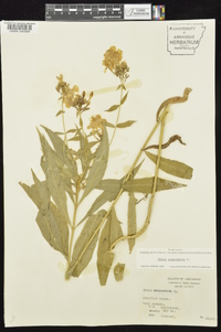 Phlox paniculata image