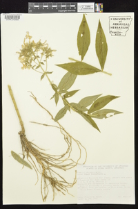 Phlox paniculata image