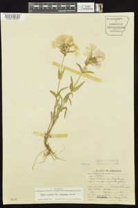 Phlox pilosa subsp. ozarkana image