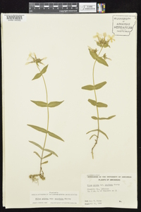 Phlox pilosa subsp. ozarkana image