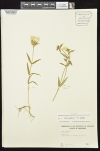 Phlox pilosa subsp. pilosa image