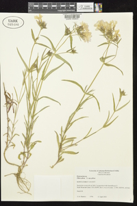 Phlox pilosa subsp. pilosa image