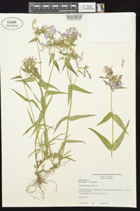 Phlox pilosa subsp. pilosa image