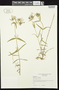 Phlox pilosa subsp. pilosa image