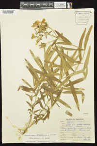 Phlox pilosa subsp. pilosa image