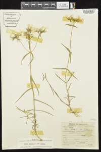 Phlox pilosa subsp. pilosa image