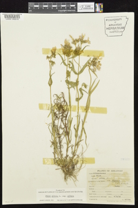 Phlox pilosa subsp. pilosa image