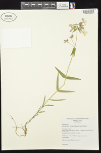 Phlox pilosa subsp. ozarkana image