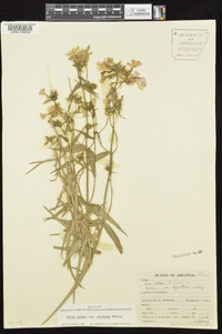 Phlox pilosa subsp. ozarkana image