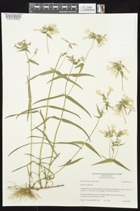 Phlox pilosa subsp. pilosa image