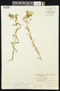 Phlox pilosa subsp. pilosa image