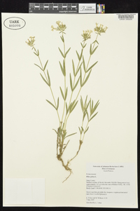 Phlox pilosa subsp. pilosa image