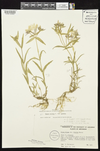 Phlox pilosa subsp. pilosa image