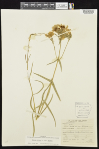 Phlox pilosa subsp. pilosa image