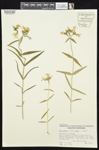 Phlox pilosa subsp. pilosa image