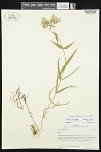 Phlox pilosa subsp. pilosa image