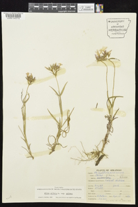 Phlox pilosa subsp. pilosa image