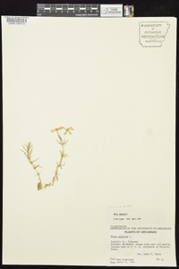 Phlox subulata image