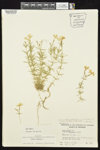 Phlox subulata image