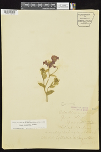 Phlox drummondii image