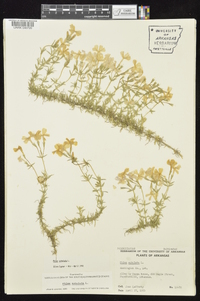 Phlox subulata image