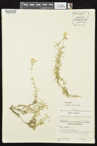 Phlox subulata image