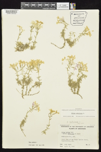 Phlox subulata image