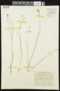 Polygala incarnata image