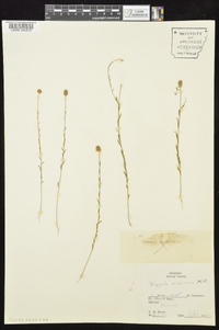 Polygala mariana image