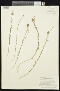 Polygala mariana image