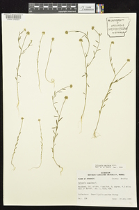 Polygala mariana image