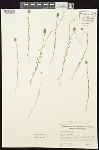 Polygala mariana image