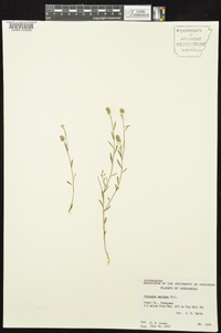 Polygala mariana image