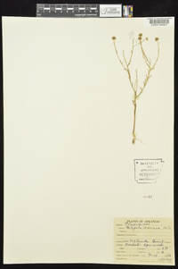 Polygala mariana image