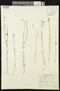 Polygala mariana image