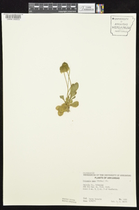 Polygala nana image