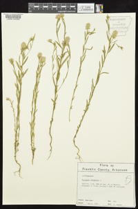 Polygala sanguinea image