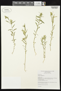 Polygala sanguinea image