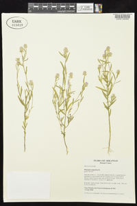 Polygala sanguinea image