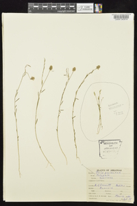 Polygala verticillata image