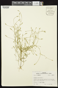 Polygala verticillata image