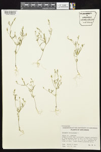 Polygala verticillata image